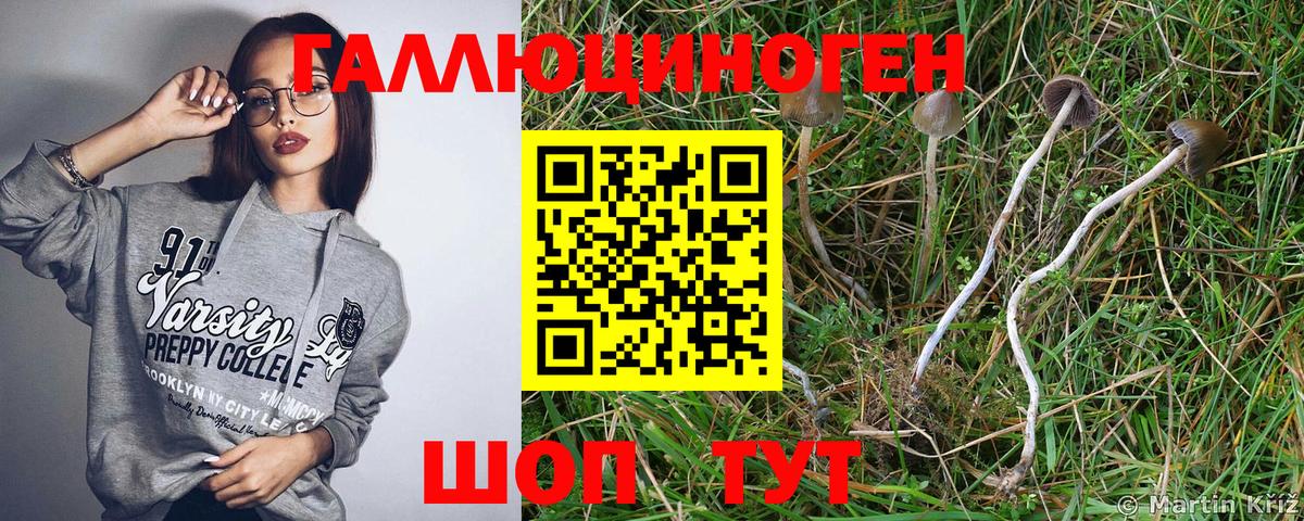 Химки  Галлюциногенные грибы Cubensis  даркнет сайт  Вход с VPN 